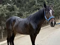 Hengst, Thoroughbred horse — Foto 2