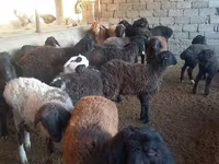 Ram, Sheep — photo 2