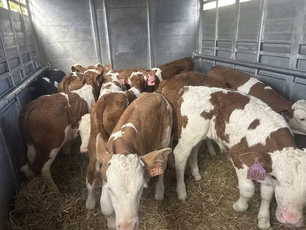 Бұқа, Simmental cattle