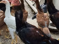 Chickens — الصورة 5