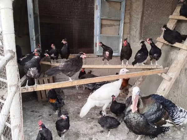 Chickens