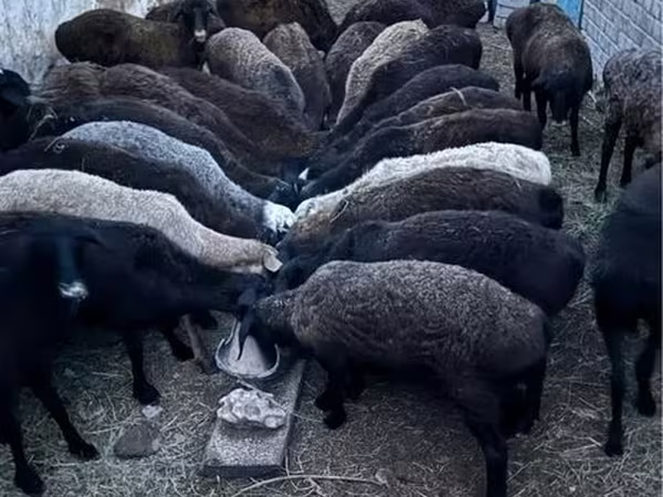 मेढ़ा, भेड़ — कज़ाखस्तान
