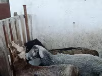 Schaf, Schafe — Foto 1