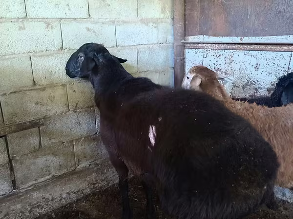 Schaf, Hissar sheep