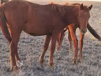 Айғыр, Kazakh horse — 2-сурет