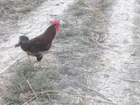 Chickens — foto 1