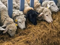 母羊, Sheep — 照片 8