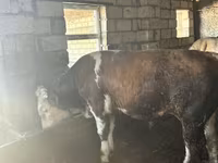 सांड, Simmental cattle — फ़ोटो 1