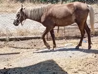 Caballos (lote, sexo no especificado), Caballos — foto 2