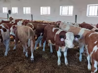 Buqa, Simmental cattle — 2-rasm