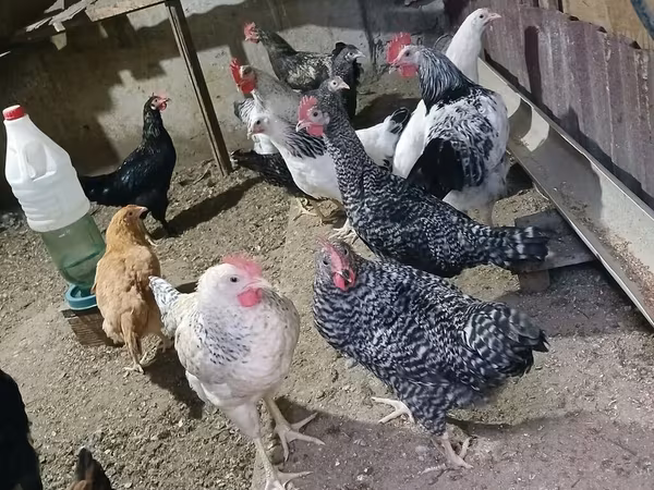 Chickens