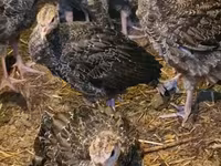 Turkeys — फ़ोटो 3
