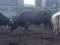 Toro, Vaca de estepa roja — foto 2
