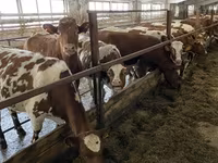 Cow, Holstein breed — photo 6