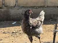 अमेराउकाना — फ़ोटो 5