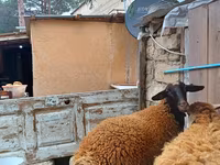Widder, Blackheaded Persian sheep — Foto 8