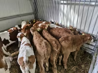 Bulle, Simmental cattle — Foto 2