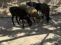 公羊, Sheep — 照片 2