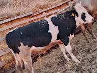 Toro, Simmental cattle — foto 4