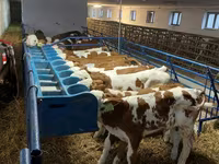 Bulle, Simmental cattle — Foto 6