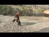 Chickens — Foto 8