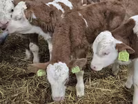 Toro, Simmental cattle — foto 1