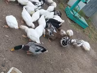 Ducks — फ़ोटो 1