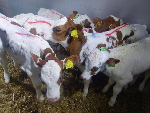 Bulle, Simmental cattle