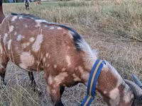 تيس, Nubian Goat — الصورة 1