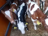 Bulle, Simmental cattle — Foto 2
