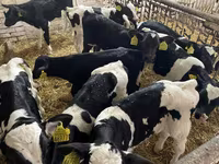 Toro, Raza Holstein — foto 2