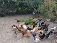 Chickens — Foto 3