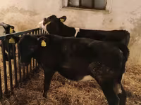 Bulle, Russian Black pied cattle — Foto 4