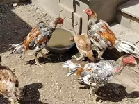 Chickens — الصورة 5