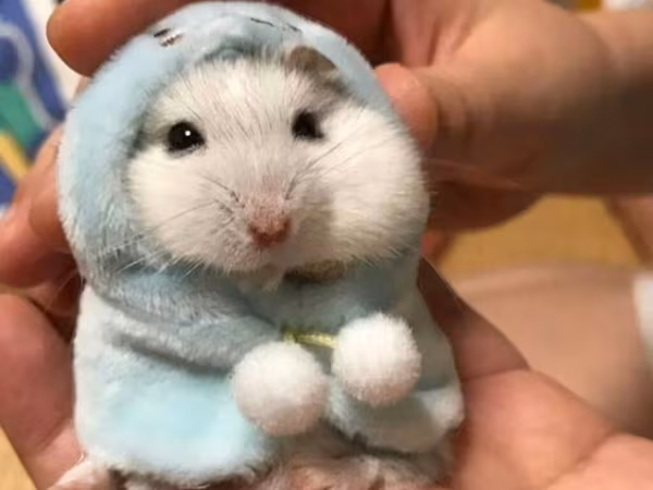 Hamster cunqarik