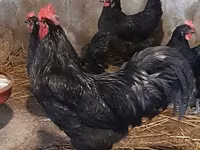Australian Pit Game fowl — Foto 1