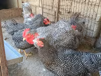 بليموث روك — الصورة 6