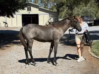 Yegua, Rocky Mountain Horse — foto 8