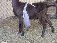 تيس, LaMancha goats — الصورة 3