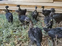 Chickens — foto 6