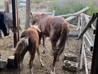 Бие, Horse breed — 3-сурет