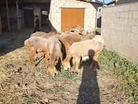 أغنام (دفعة، الجنس غير محدد), Merino sheep — الصورة 6