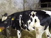 Kuh, Russian Black pied cattle — Foto 2