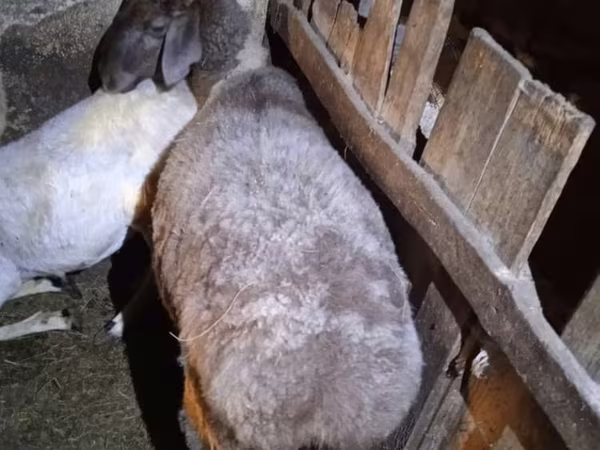 Вівця, Adal sheep