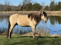 At, Rocky Mountain Horse — foto 8