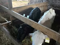 Toro, Ganado vacuno — foto 5