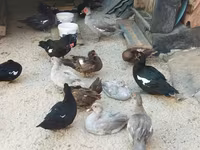 Hausente — Foto 3