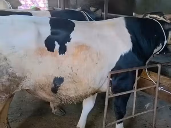सांड, गोलस्टीन नस्ल