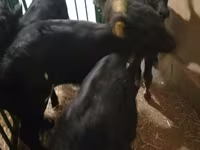 Cattle (batch, sex not specified), Cattle — photo 7
