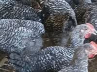 Chickens — foto 5